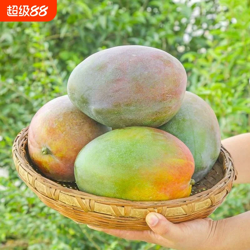 现摘现发四川凯特芒芒带水果树上熟新鲜正宗大青芒应季水果