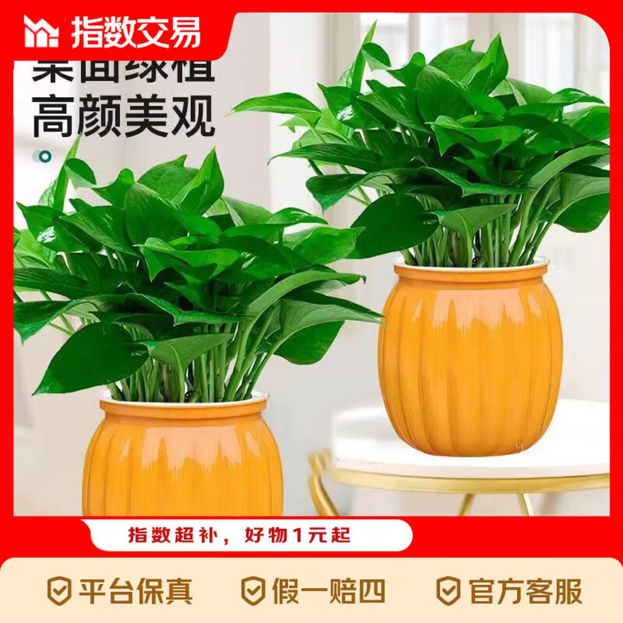 京东绿萝2盆仅需7.99元，超值绿植福利速抢