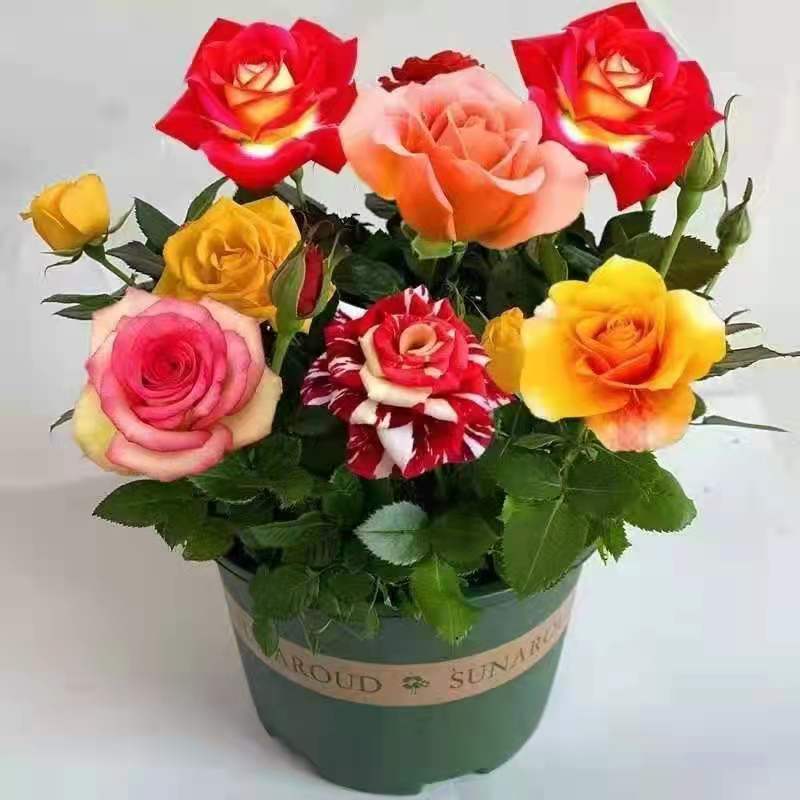玫瑰花苗花卉
