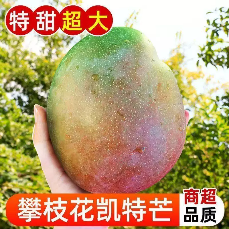 攀枝花凯特芒5斤