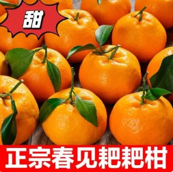 15.9元包邮！四川耙耙柑-彩箱礼盒装  净重4.5斤（好评商家返1元）