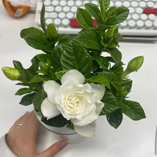 8.9元包邮！栀子花盆栽一盆