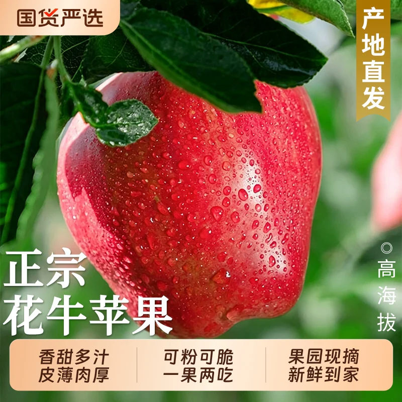 18.5甘肃花牛苹果4.5斤净重