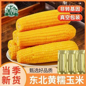 刘老杆东北黄糯玉米新鲜软糯粘苞玉米现摘真空早餐代餐饱腹玉米棒