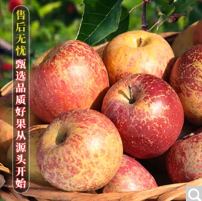 12.9元包邮！蒲恋 四川丑苹果（净重4斤以上）单果60mm+