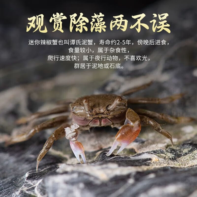 J东热销产品汇总14点档更新2024/12/07