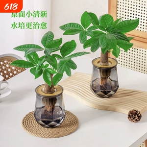 水培植物发财树盆栽万年萝室内绿植好养植物客厅净化空气花卉桌面