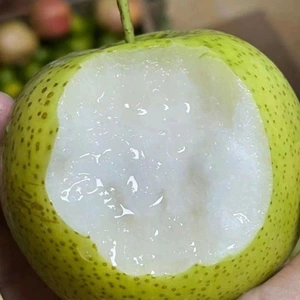 青皇冠梨新鲜水果梨子雪梨当季整箱应季特大甜脆充足农场源头脆甜