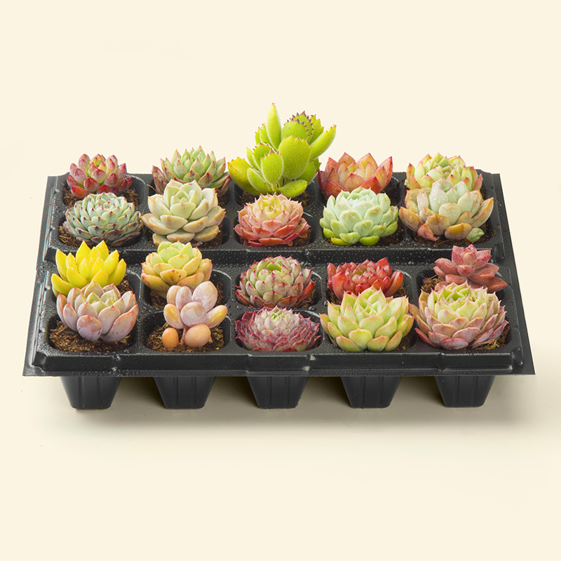 【爆款10盆】带土带盆多肉植物组合