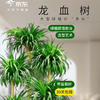 京东 多头龙血树1.5-1.7米 百亿补贴