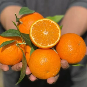 正宗云南沃柑水果新鲜应季当季橘子桔子整箱包邮蜜桔蜜橘现摘生鲜