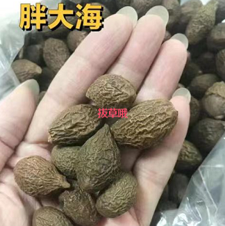 【好价】5.9元包邮！饱满大颗胖大海 2包