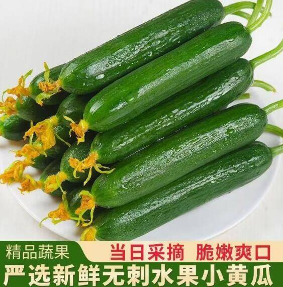 现摘现发寿光水果黄瓜带箱2斤仅需3.99元