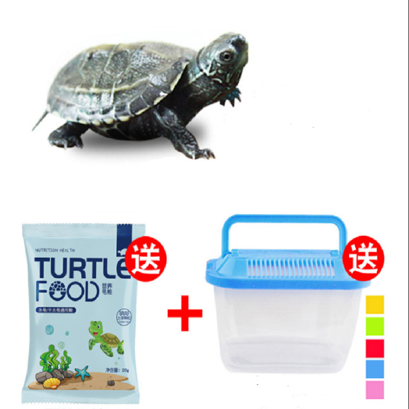 【稳定签到】乌龟+龟粮+饲养盒