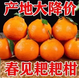 12.8元包邮！新鲜耙耙柑 5斤（好评+图商家返3元）