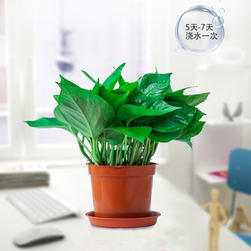 稳定签到！绿萝花卉水培盆景带盆和托盘