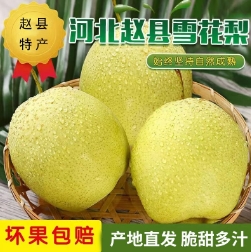 15.9元包邮！河北特产雪花梨5斤