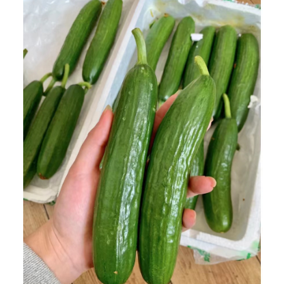 11.9元包邮！水果小黄瓜5斤