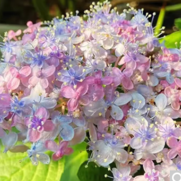 4.15元包邮！爱你一万年绣球花苗盆栽花卉 9千鸟【原盆土包开花】