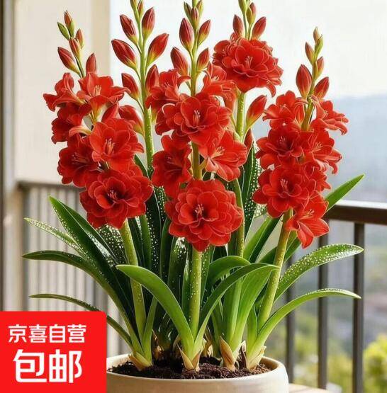 爱养花闭眼入！晚香玉种球仅需4.99元（含6-10个芽+送肥料）