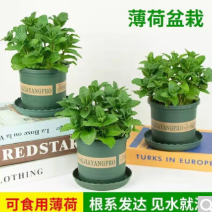 【有券的上】9.9元包邮！薄荷盆栽2盆+加仑盆