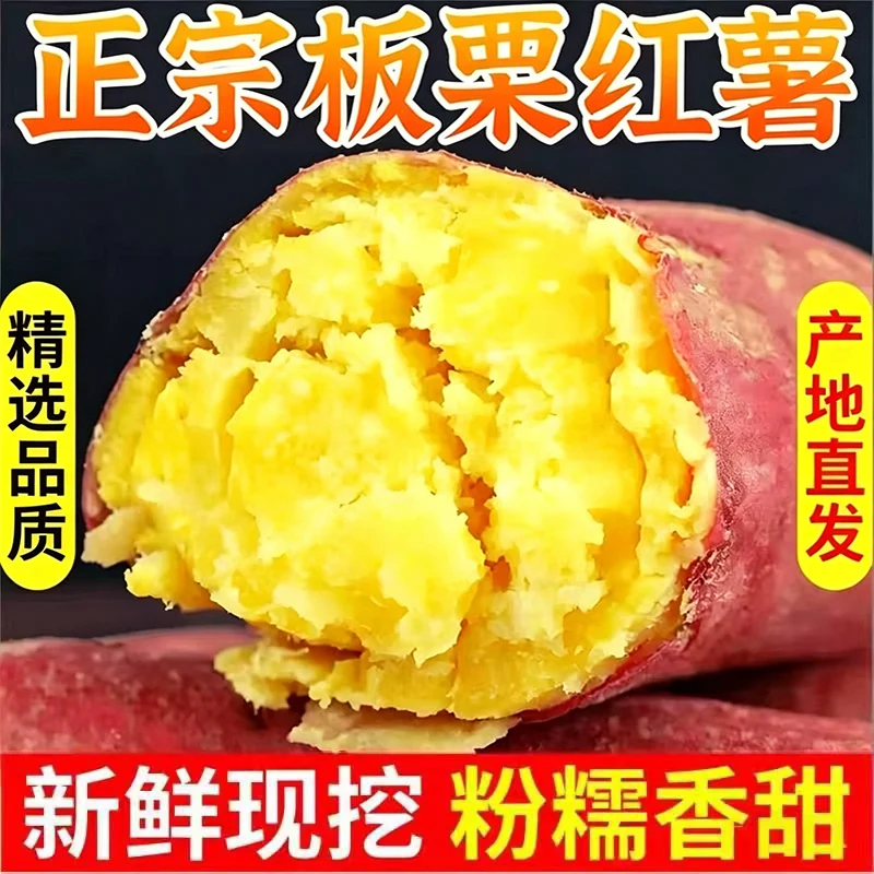 正宗农家现挖板板栗薯8.6斤