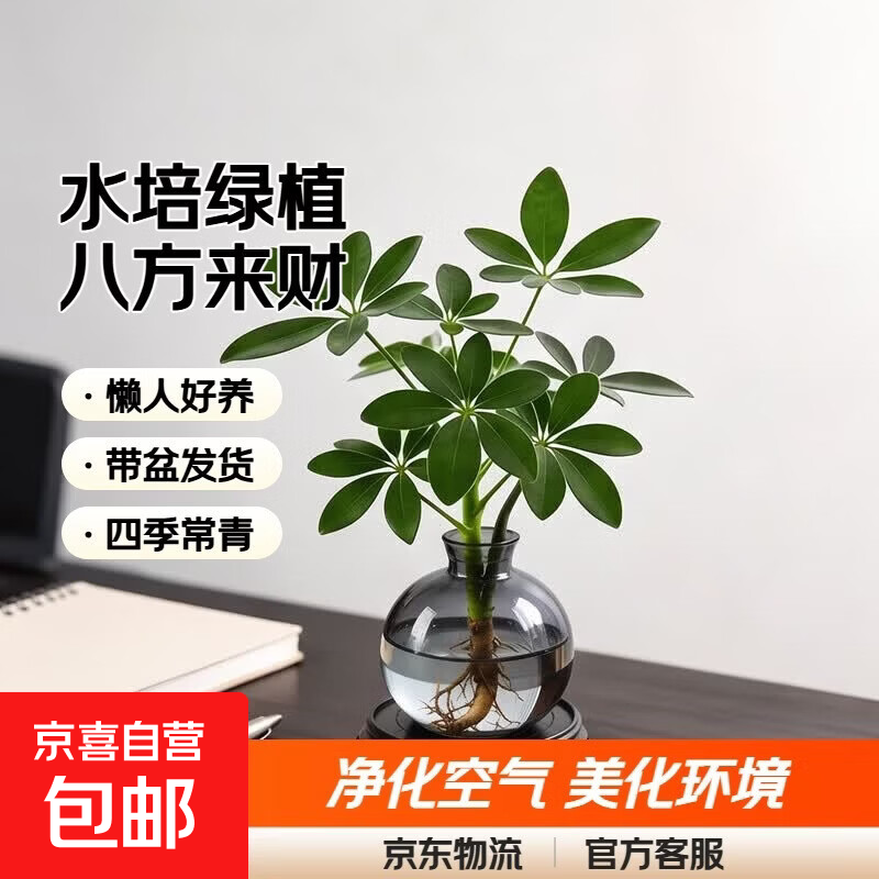 5.99元抢八方来财绿植+琥珀瓶+挂签，招财好运带回家
