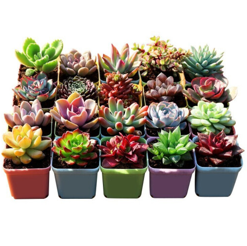 15.9元包邮！花苑新手多肉植物盆栽 20颗多肉+20彩盆+营养土