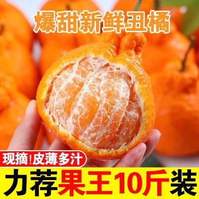 PDD热销产品汇总08点档更新2024/12/12