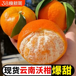 正宗云南爆甜沃柑水果新鲜应季当季橘子桔子整箱包邮蜜桔蜜橘现摘