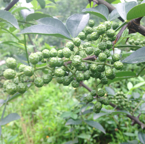 6.9元包邮！正宗四川新鲜花椒藤椒350g
