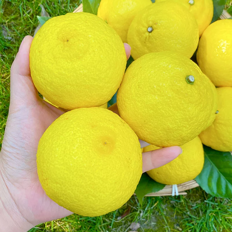胡柚湖南怀化新鲜黄金贡柚5斤