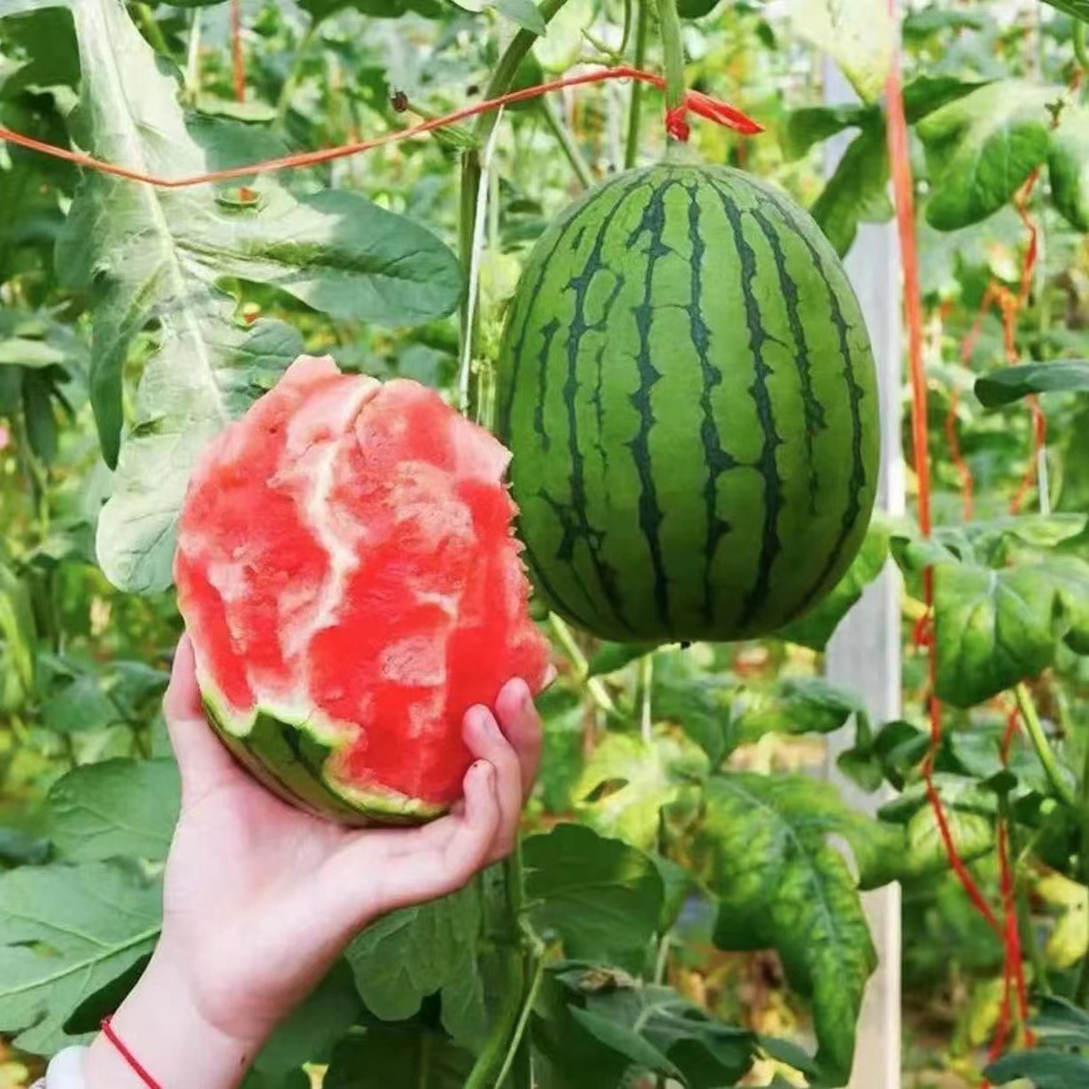 手剥西瓜【抖音爆款】万人团价！产地直供