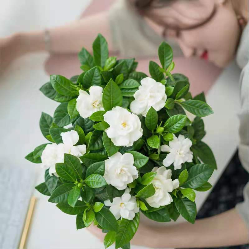 【9.9包邮】 赛乐透 栀子花