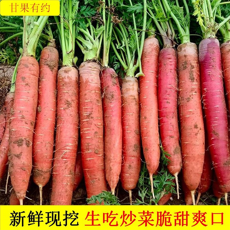 【已验货！品质放心】甘果有约 现挖新鲜水果胡萝卜  5斤