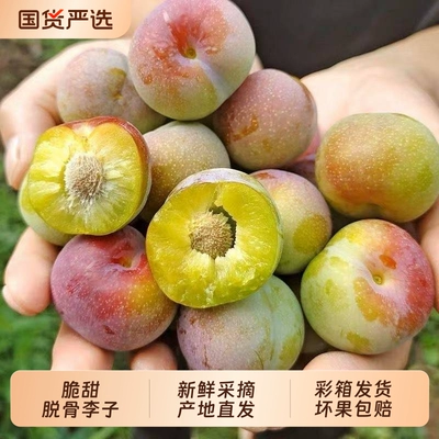 四川茵红李青红脱骨李子新鲜脆甜当季整箱水果青脆李脆红李半边红