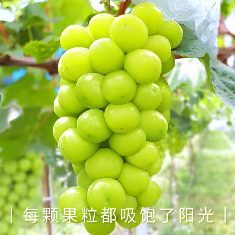 阳光玫瑰  湖北阳光玫瑰晴王葡萄无籽香印提子青提当季顺丰包邮