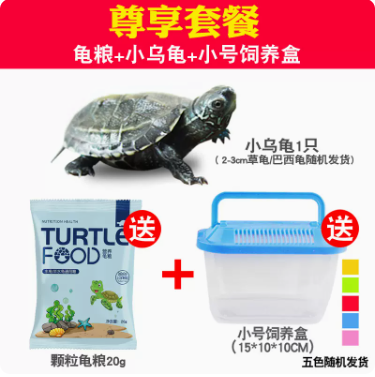 5.8元包邮！乌龟+龟粮+饲养盒