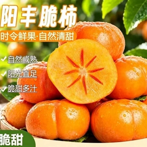 正宗阳丰巧克力脆柿新鲜采摘甜脆可口冰糖心精品脆柿子产地直达