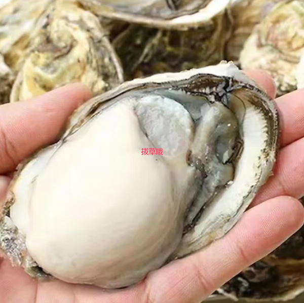 69元包邮！福建海鲜 活鲜大号生蚝 净重4斤*2件