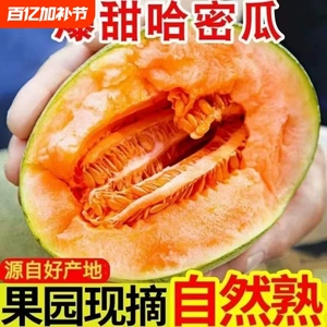 海南哈密瓜现摘产地直发正宗沙地网纹瓜西州蜜脆甜新鲜水果甜瓜