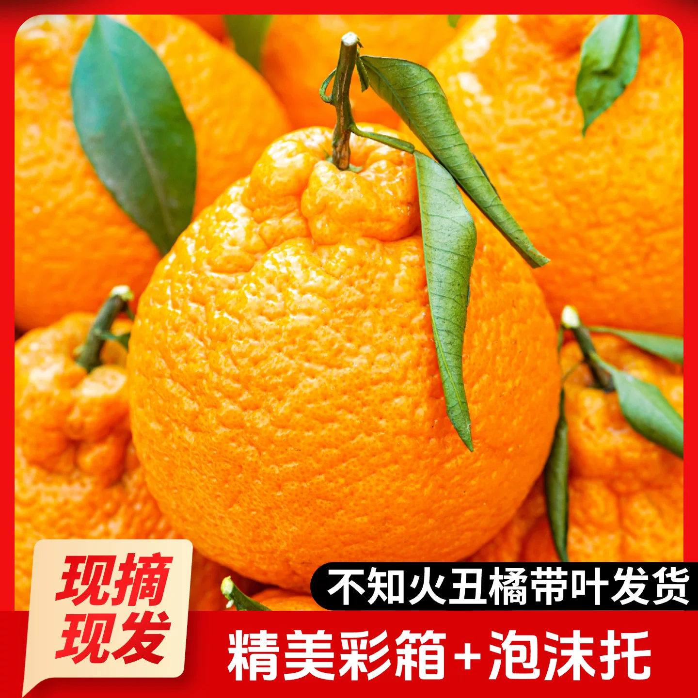 大果！正宗四川不知火丑橘净重4.5斤