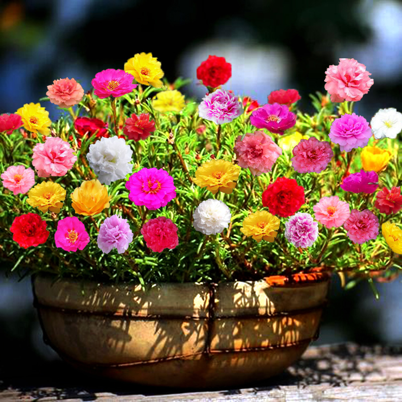 【1万粒+花盆+肥】重瓣四季太阳花花种籽
