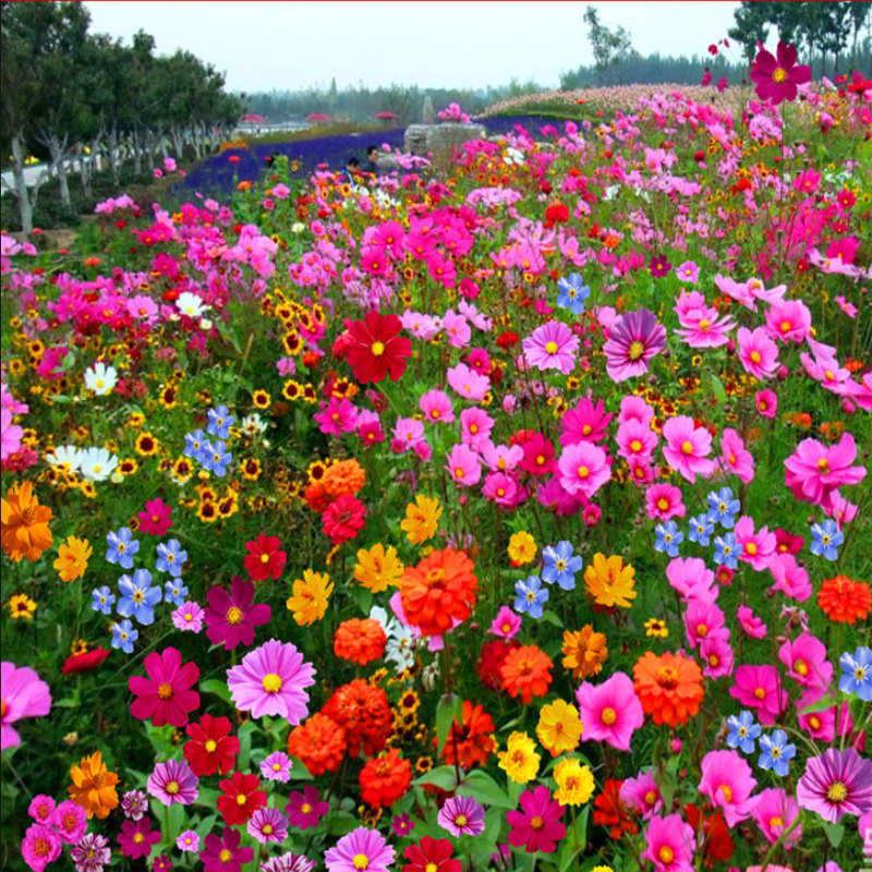 【稳定签到】波斯菊种子1000粒-送肥料