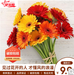 9.9元包邮！鲜花非洲菊8枝+2枝防损（颜色随机）