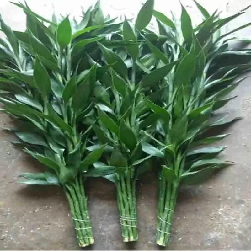水培植物水养富贵竹 71厘米10枝+生根粉