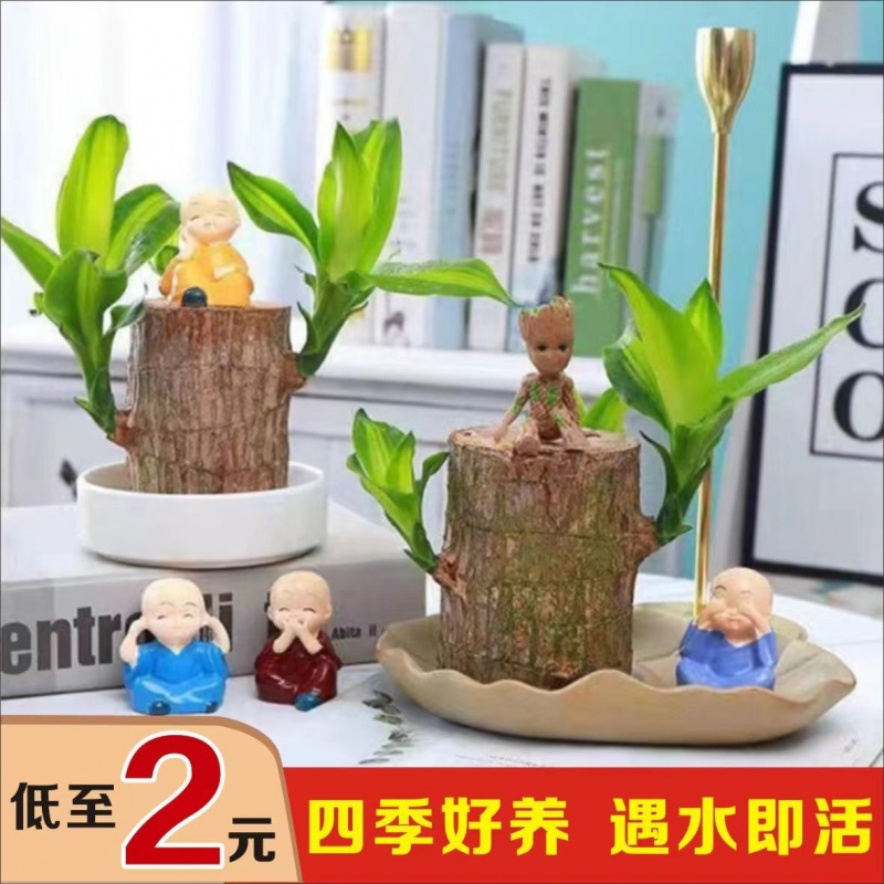 巴西木开花幸运木水室内植物小盆栽