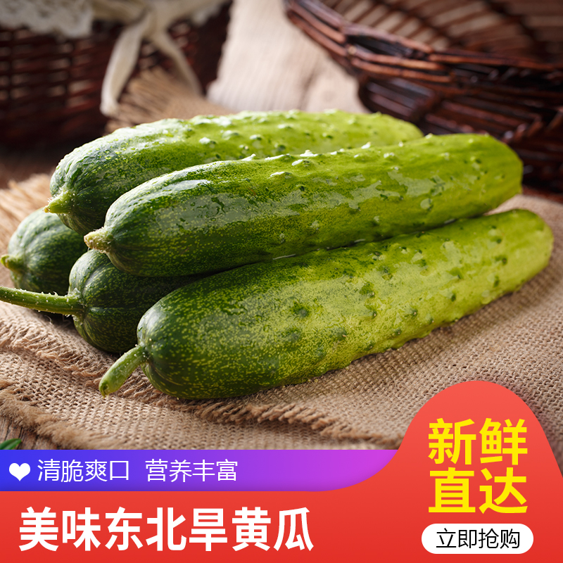 【旗舰店】古寨山 水果小黄瓜小青瓜  4.5斤