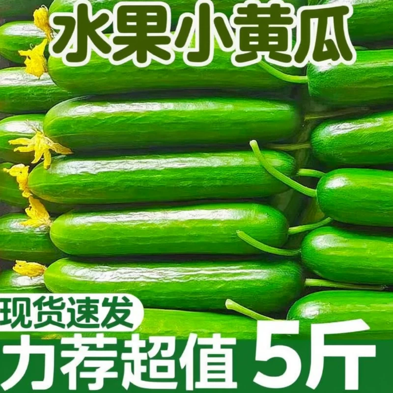 现摘水果黄瓜【净重4.5斤】