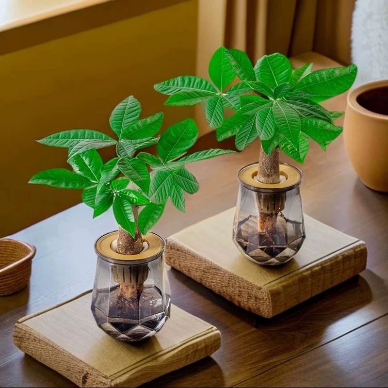 发财树水培盆栽2盆